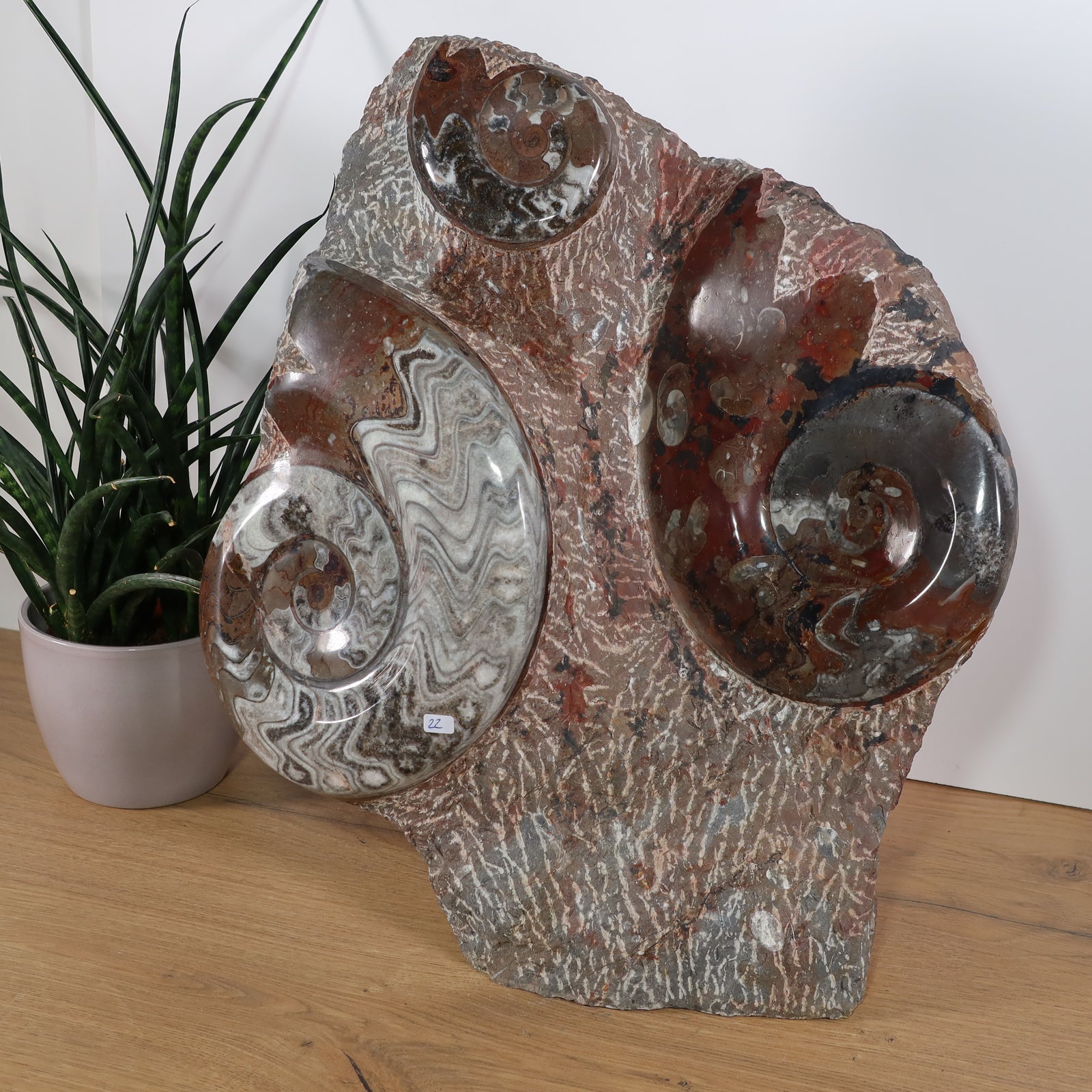 Skulptur aus Orthoceras & Ammoniten-Fossilien – 43x36cm 15kg - aus der Urzeit Nr.41