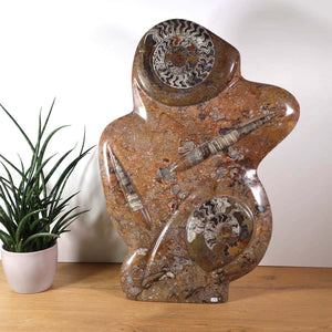Skulptur aus Orthoceras & Ammoniten-Fossilien – 60x42cm 13kg - aus der Urzeit Nr.43 auf Holztisch mit Pflanze