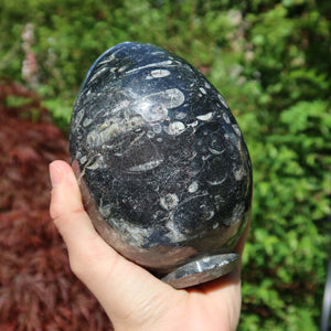 Orthoceras Deko Eier groß - cm - Fossilgestein - Nr. 11 in der Hand, zeigt einzigartige Fossilienstrukturen.