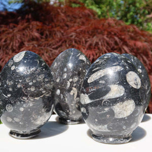 Orthoceras Deko Eier groß - cm - Fossilgestein - Nr. 11 in einzigartiger Natursteinform