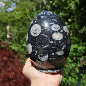 Orthoceras Deko Eier groß - cm - Fossilgestein - Nr. 11 in schwarze, runde Form mit hellen Fossilien.