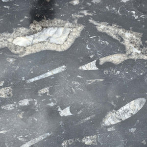 Orthoceras Fossilschale XL aus Marokko – 39x12 cm und 7,3 kg - Nr. 44