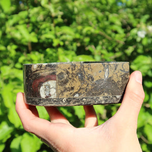 Orthoceras Herz Schatulle - cm - Fossilgestein - Nr. 12 in der Hand, vor grünem Hintergrund.