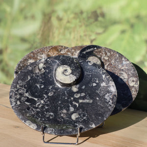 Ovale Schale aus Orthoceras groß - 14x17cm - Fossilgestein - Nr. 6 auf Holztisch präsentiert