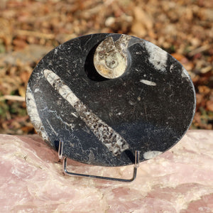 Ovale Schale aus Orthoceras klein - 9,5x12cm - Fossilgestein - Nr. 5 auf einem Ständer, zeigt charakteristische Fossilmuster.