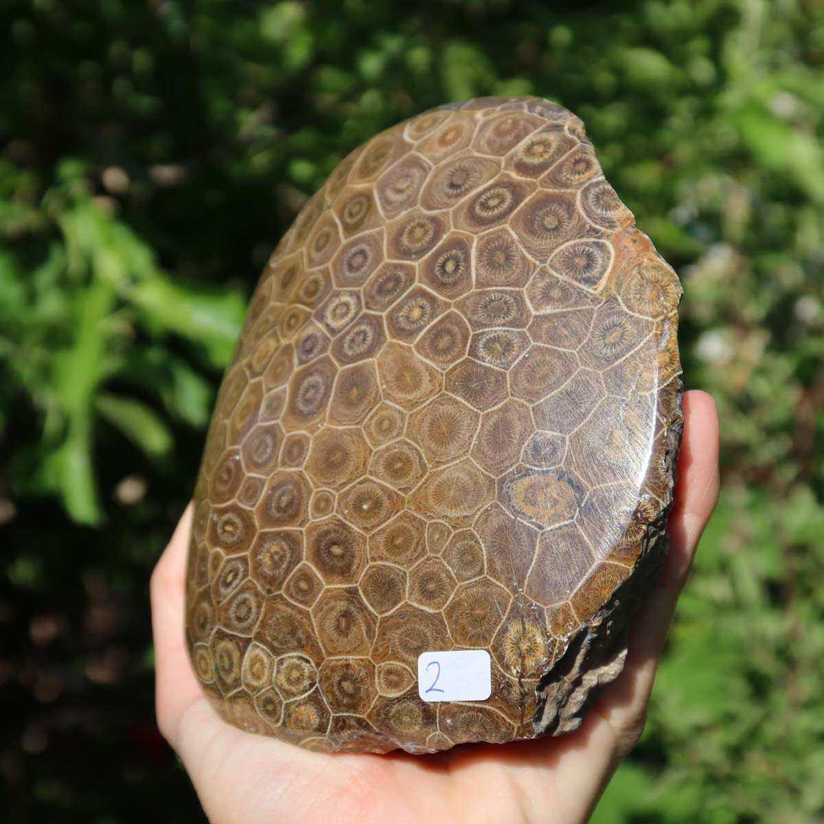 Hand holding a polished Petoskey Stone with hexagonal calcified patterns.