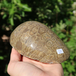 Hand holding a polished Petoskey Stone fossil coral with natural patterns, labeled as unique piece number 20, outdoors.