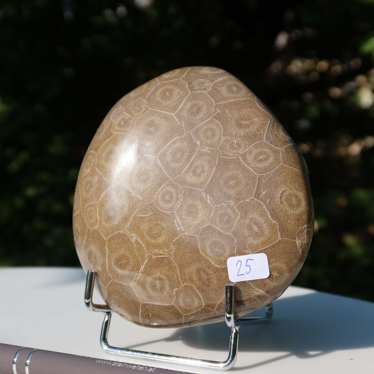 Unique Petoskey stone, partially polished fossil coral from Morocco, displayed on stand, size 10x9x3 cm, with natural patterns.