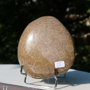 Polished Petoskey Stone Coral, unique piece No. 25, 10x9x3 cm, displayed outdoors.