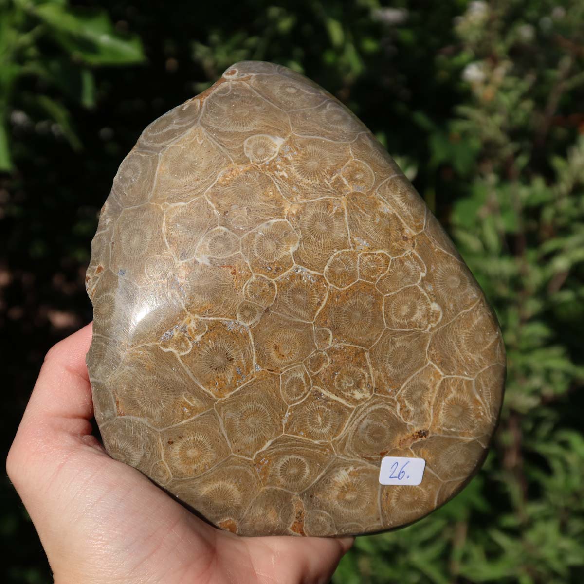 Polished Petoskey Stone coral held outdoors, unique piece with natural patterns, size 15x12x5 cm, labeled as Nr. 26.