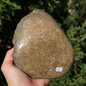 Polished Petoskey Stone coral held outdoors, unique piece with natural patterns, size 15x12x5 cm, labeled as Nr. 26.