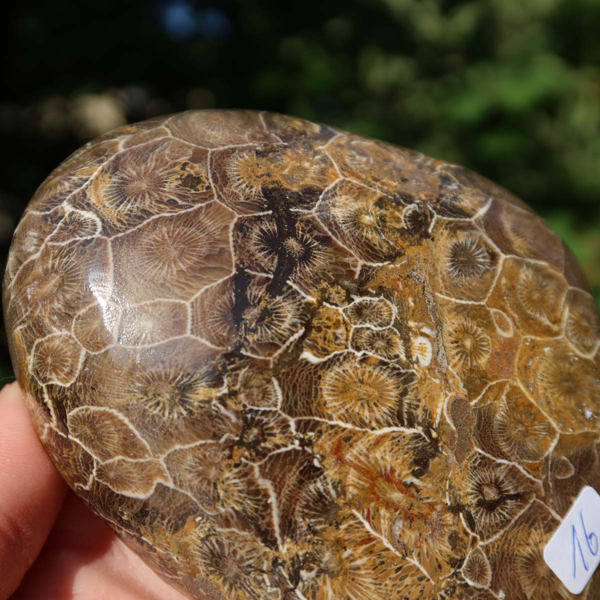 Petoskey Stone, partially polished fossil coral from Morocco, 10x7x3 cm, unique collectible piece, held in sunlight.