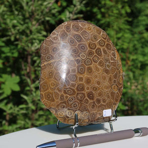 Polished Petoskey Stone displaying natural fossil pattern, measuring 13x11x3 cm, unique piece number 2 against a green outdoor backdrop.
