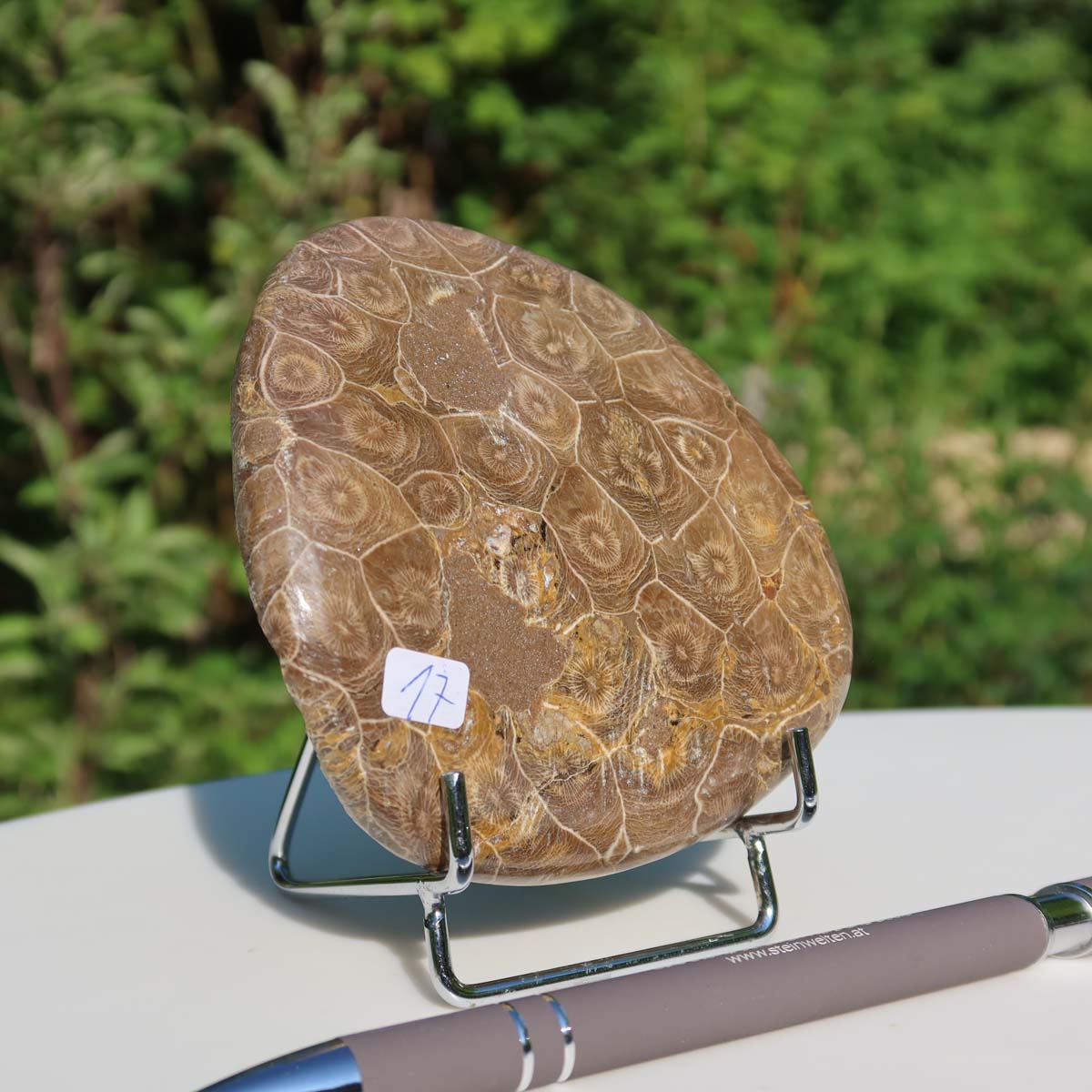 Petoskey Stone, 10x9x2 cm, polished on one side, unique piece No. 17, displayed on stand with nature background.
