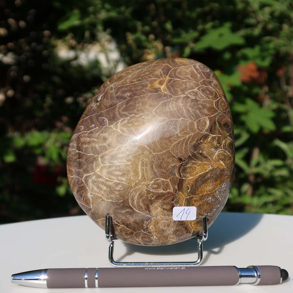 Polished Petoskey stone fossil coral on display stand with pen for size reference in nature backdrop