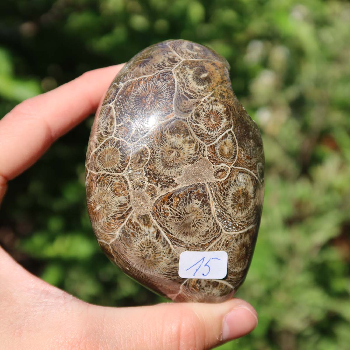 Polished Petoskey Stone (Versteinerte Koralle) held in hand, unique specimen number 15, size 8x5x4 cm, natural texture visible.