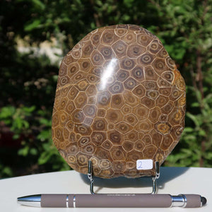 Petoskey Stone - Versteinerte Koralle No. 2, 13x11x3 cm, one-sided polished, showcasing natural patterns and texture.