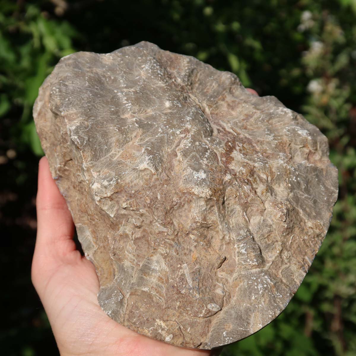 Hand holding a unique, polished Petoskey Stone coral from Morocco, showcasing its natural texture and shine.