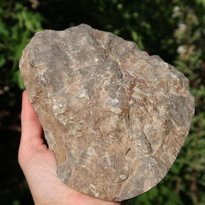 Hand holding a unique, polished Petoskey Stone coral from Morocco, showcasing its natural texture and shine.