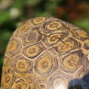 Polished Petoskey Stone featuring intricate coral patterns, measuring 10x7x2 cm, unique natural decor piece.