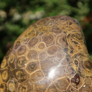 Close-up of a semi-polished Petoskey Stone showing fossilized patterns, 11x10x3 cm unique specimen from Morocco with natural shine.