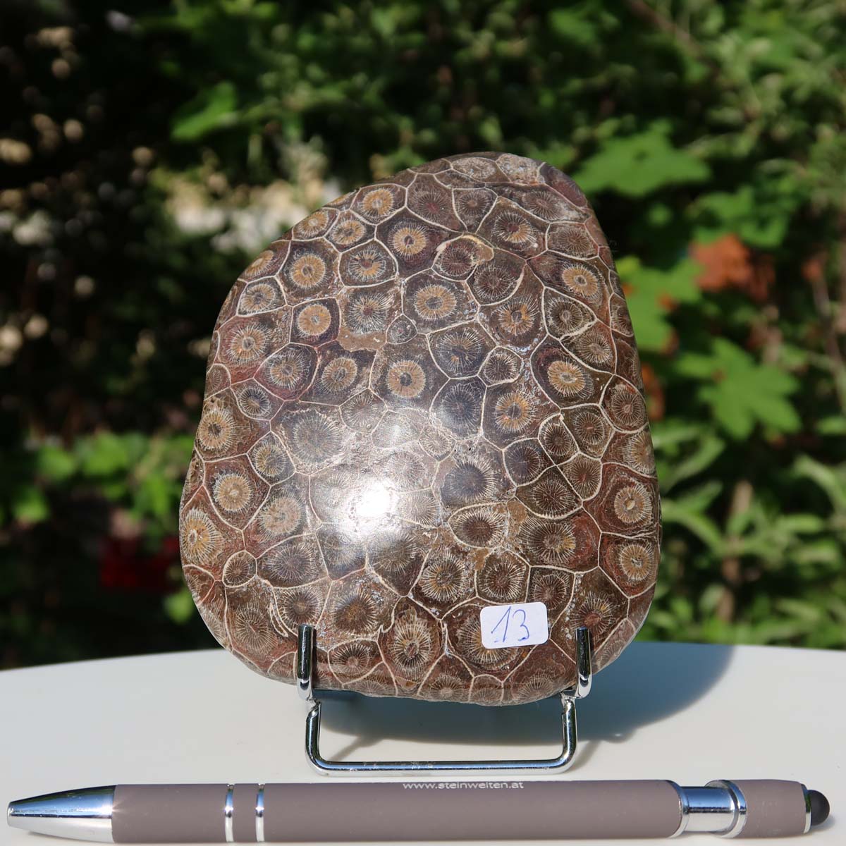 Polished Petoskey Stone with fossilized coral pattern, measuring 12x10x3 cm, labeled as unique piece number 13, displayed outdoors.