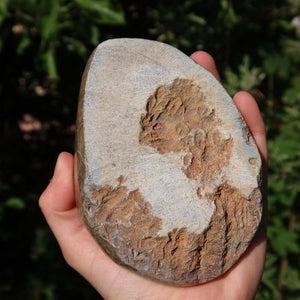 Hand holding a unique Petoskey Stone, one-sided polished fossilized coral, size 12x8x7 cm, showcasing natural texture and shine.