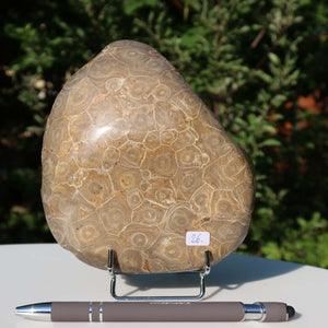 Polished Petoskey Stone on stand, 15x12x5 cm, unique coral fossil from Morocco, product number 26, with pen for scale.