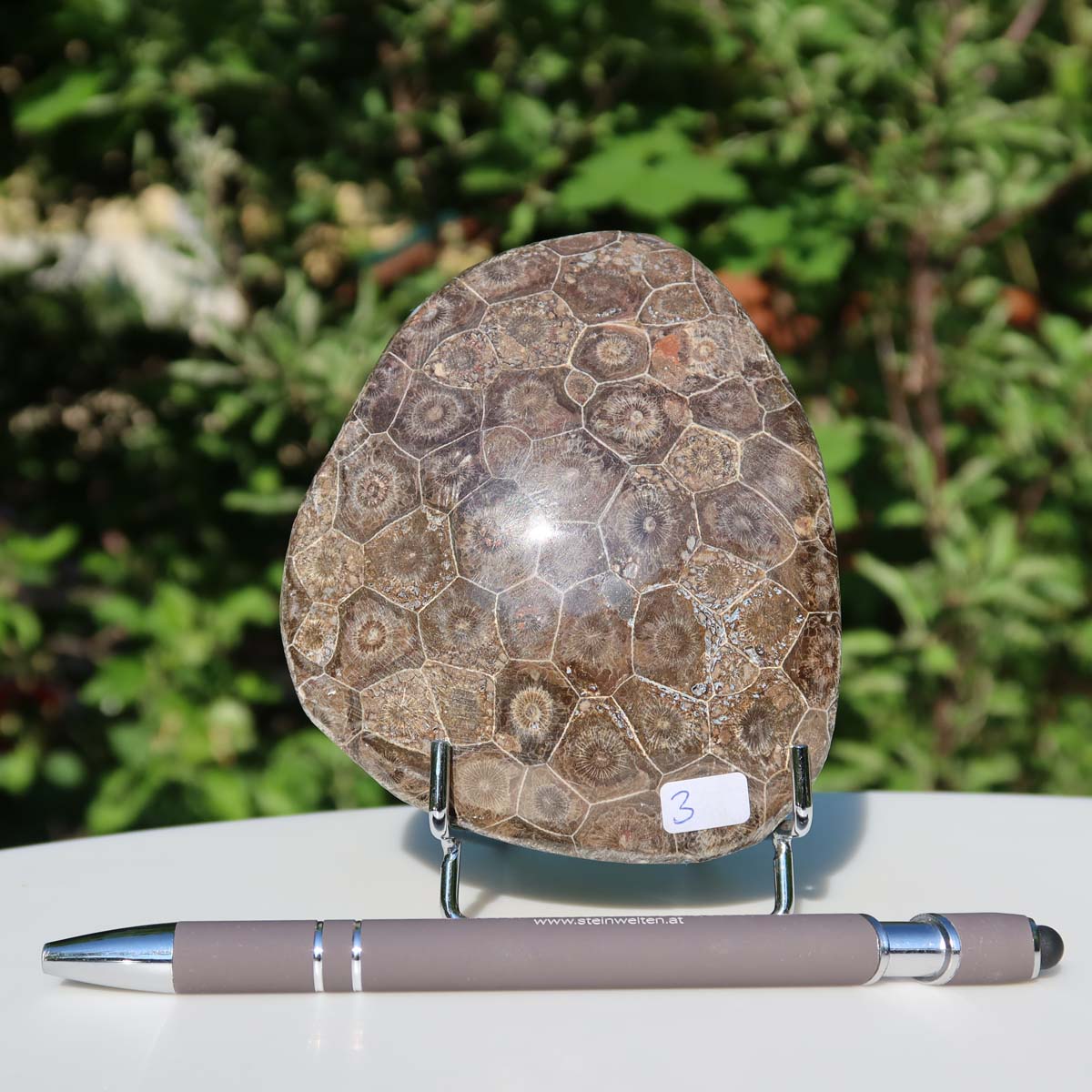 Petoskey Stone - Versteinerte Koralle, einseitig poliert, 11x9x3 cm, UNIKAT Nr. 3, präsentiert auf einem Ständer im Freien.