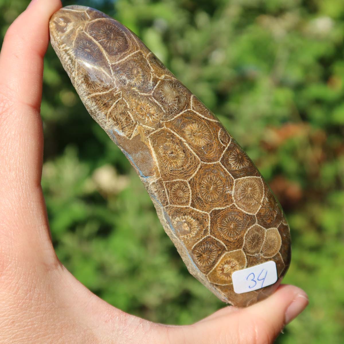 Hand holding a Petoskey Stone, semi-polished fossil coral, 11x3x3 cm, labeled as unique piece No. 34, with a natural glossy finish.