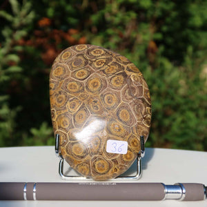 Petoskey Stone versteinete Koralle, einseitig poliert, 10x7x2 cm, Unikat Nr. 36, auf weißem Tisch mit Stift im Vordergrund