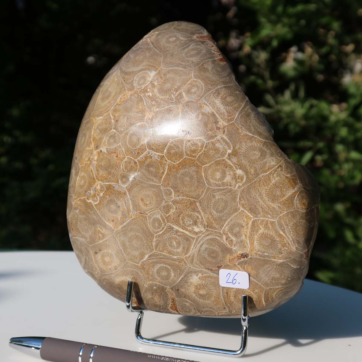 Petoskey Stone - Polished Fossil Coral, 15x12x5 cm, Unique Piece No. 26, showcasing natural patterns and subtle shine.