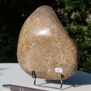Petoskey Stone - Polished Fossil Coral, 15x12x5 cm, Unique Piece No. 26, showcasing natural patterns and subtle shine.