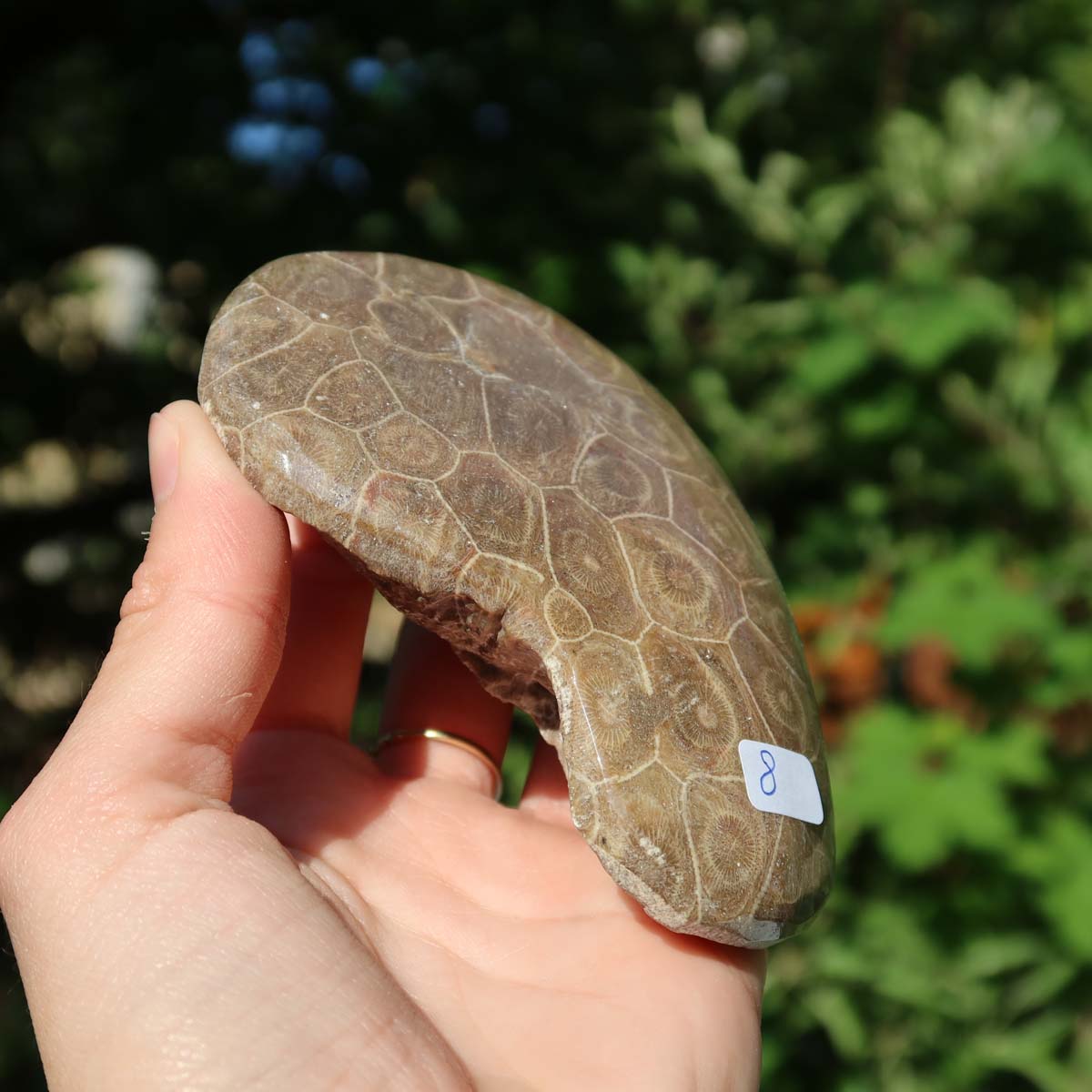 Petoskey Stone, semi-polished fossilized coral with unique pattern, 10x8x2 cm, displayed outdoors with pen for scale.