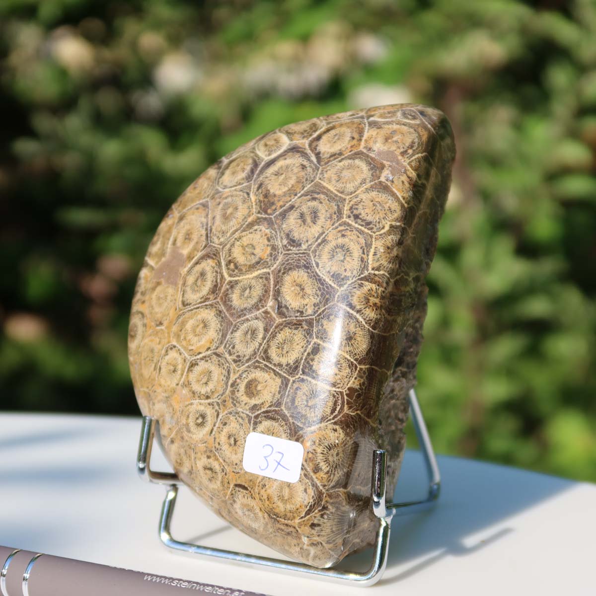 Petoskey Stone Versteinerte Koralle, halbpoliert, 10x7x4 cm, auf Ständer, UNIKAT Nr. 37, Natursteinschmuck aus Marokko.