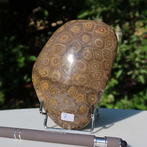 Petoskey Stone fossil coral, one-sided polished, 12x9x4 cm, unique piece number 7, displayed on stand outdoors.