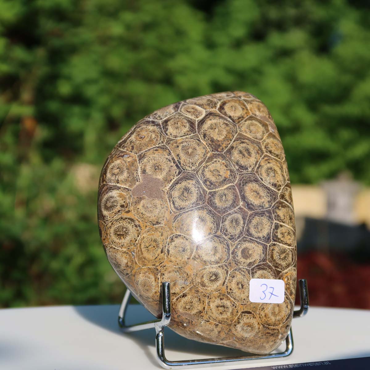 Petoskey Stone fossil coral, one-sided polished, 10x7x4 cm, unique piece 37 displayed outdoors.