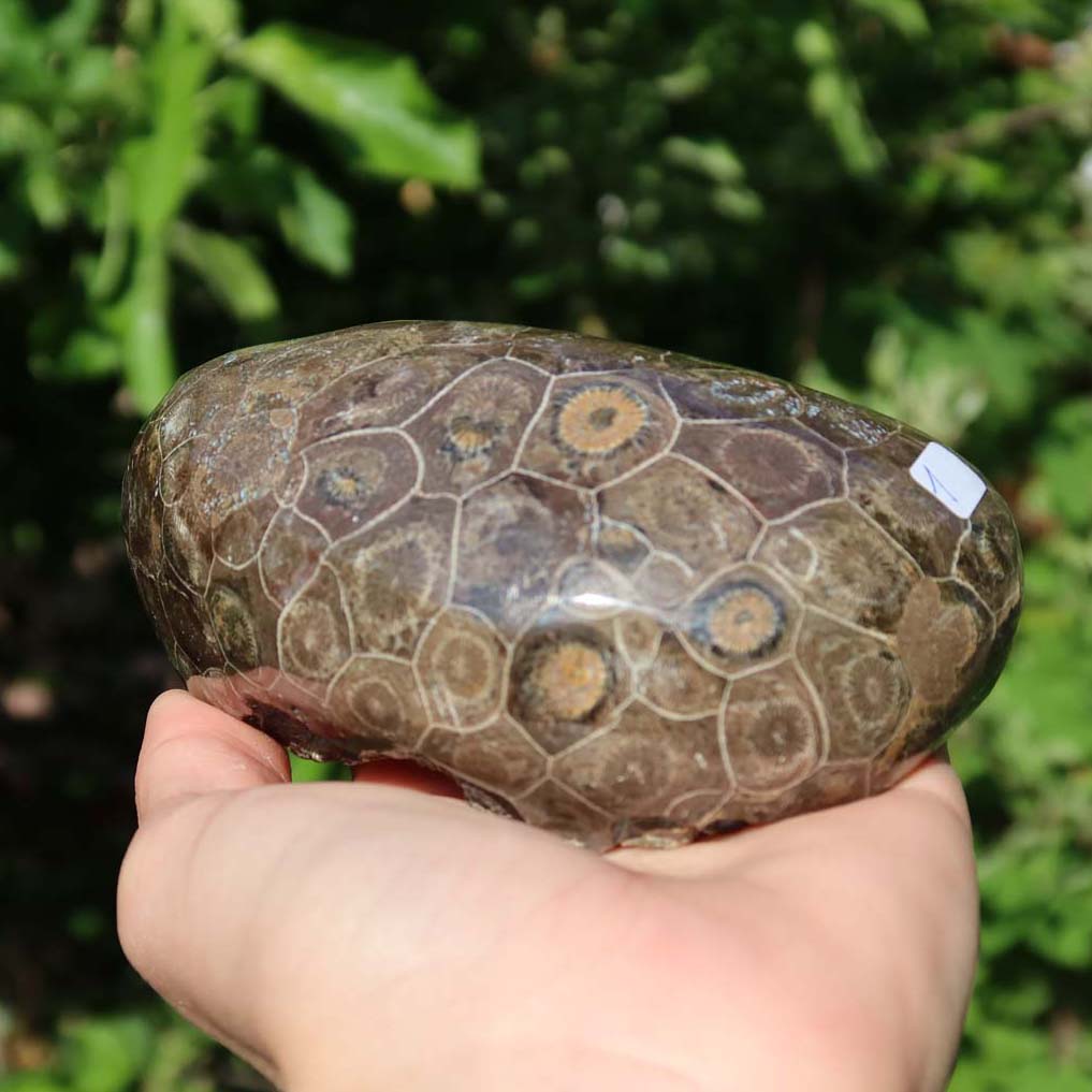Polished Petoskey Stone with unique coral pattern on a stand, outdoor setting, part of online stone shop collection for purchase.