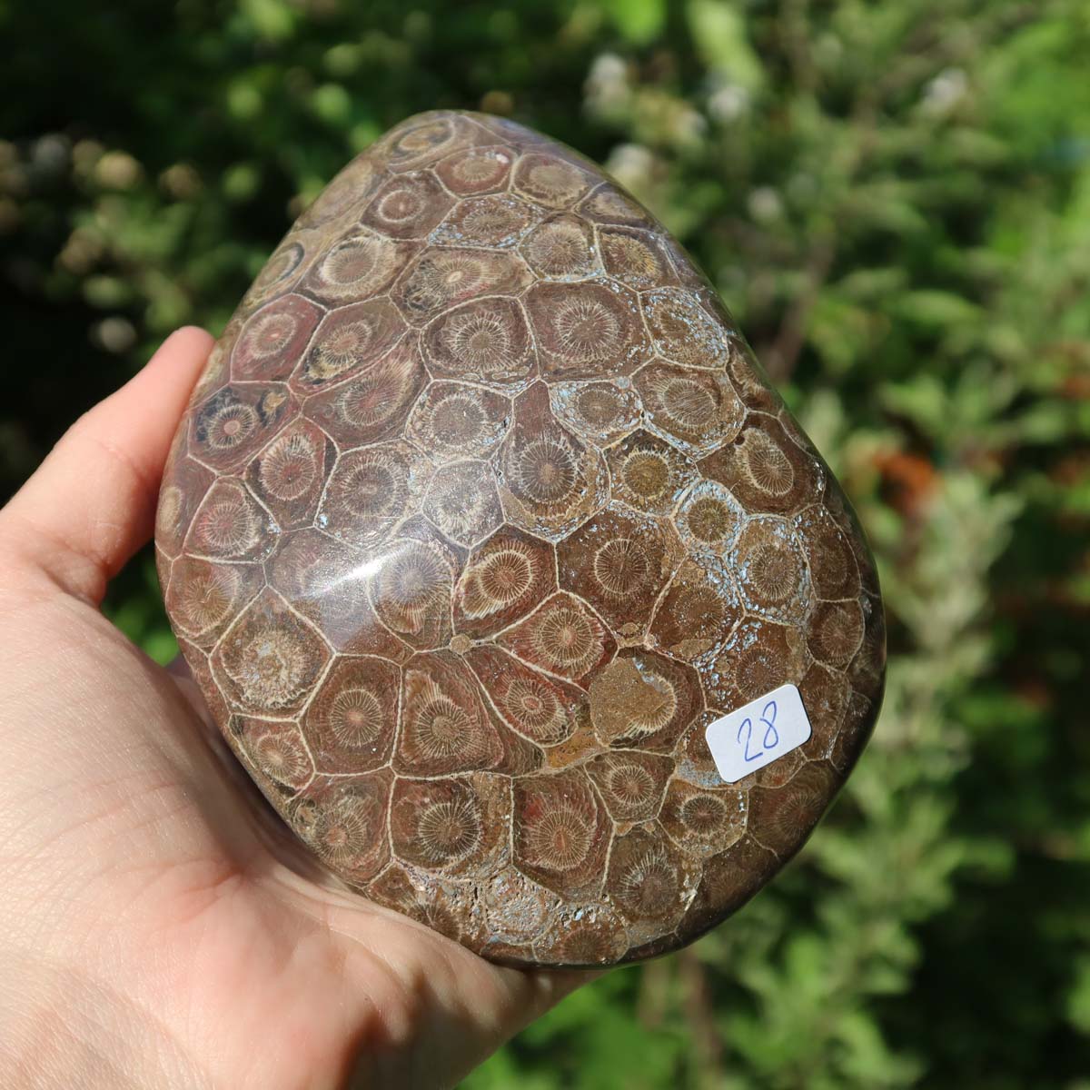 Hand holding a polished Petoskey Stone, also known as Versteinerte Koralle, with unique hexagonal patterns in natural light.