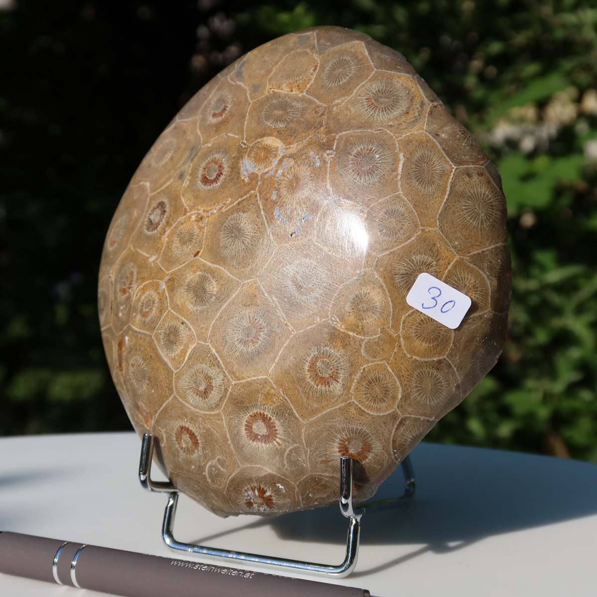 Petoskey Stone, unique polished coral fossil, size 11x11x3 cm, displayed outdoors with pen for scale.