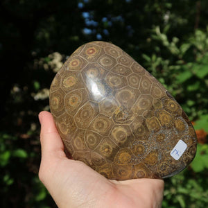 Hand holding a polished Petoskey Stone fossil, showcasing its unique coral pattern, against a green natural background.