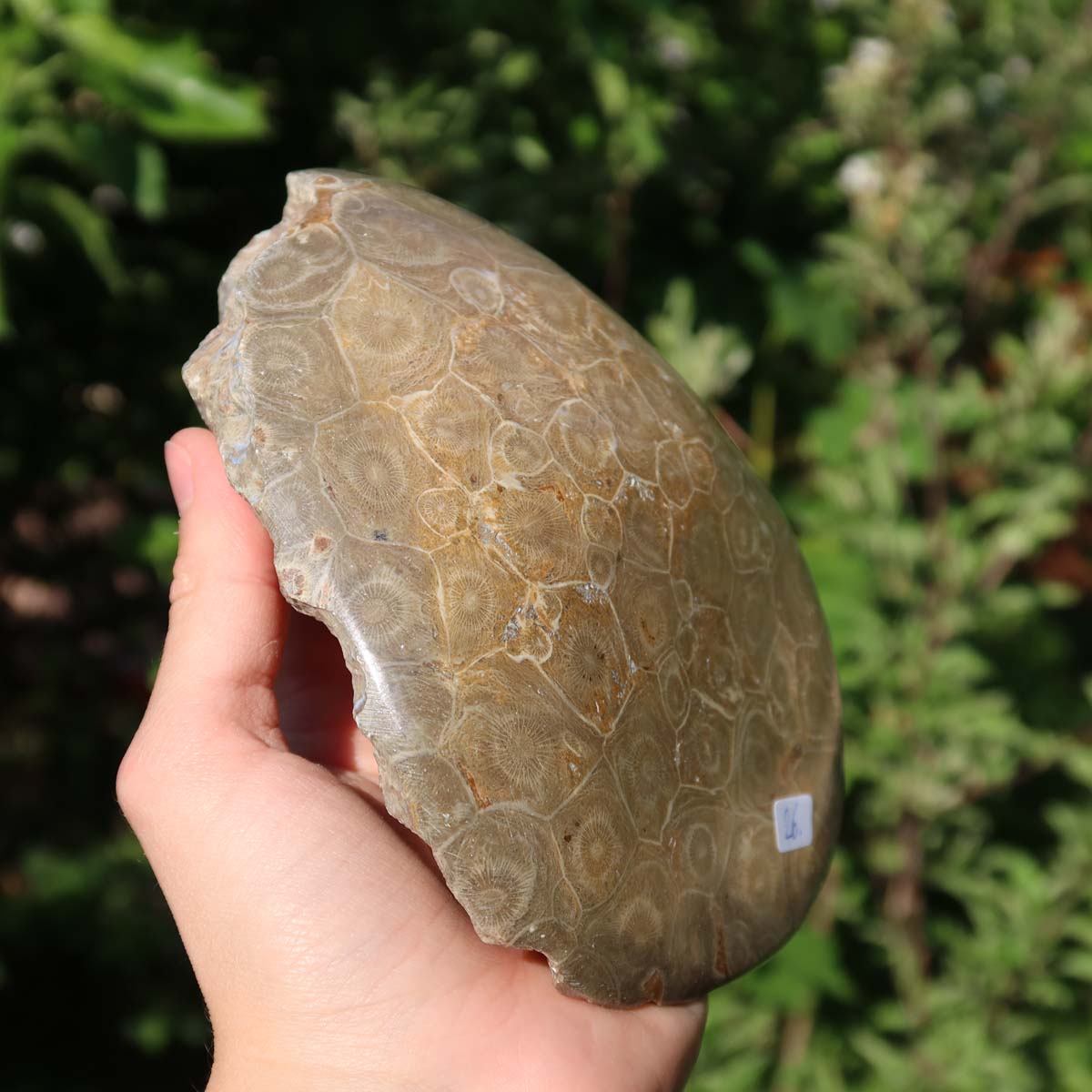 Polished Petoskey Stone coral held outdoors, unique piece with natural patterns, size 15x12x5 cm, labeled as Nr. 26.