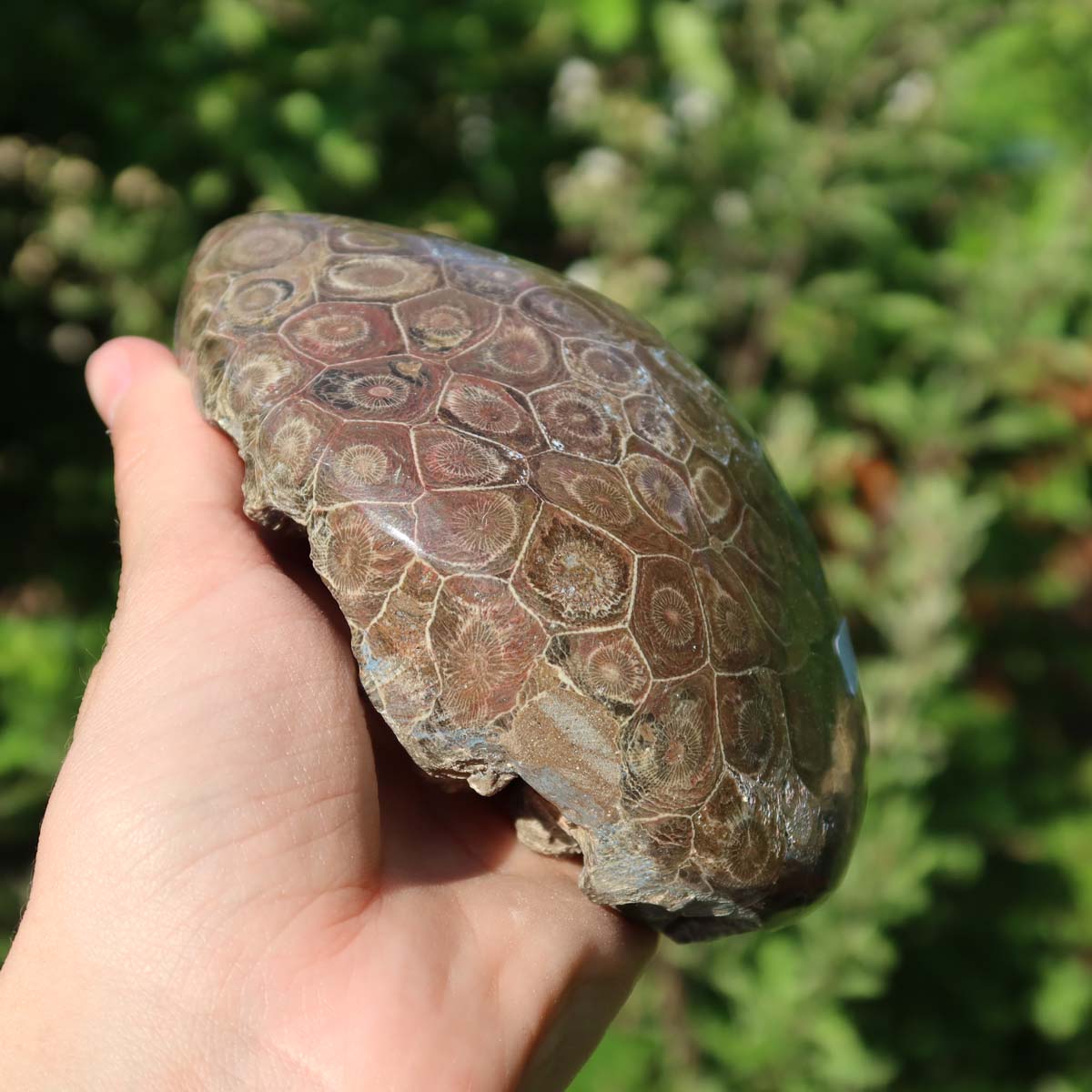 Hand holding a polished Petoskey Stone, also known as Versteinerte Koralle, with unique hexagonal patterns in natural light.