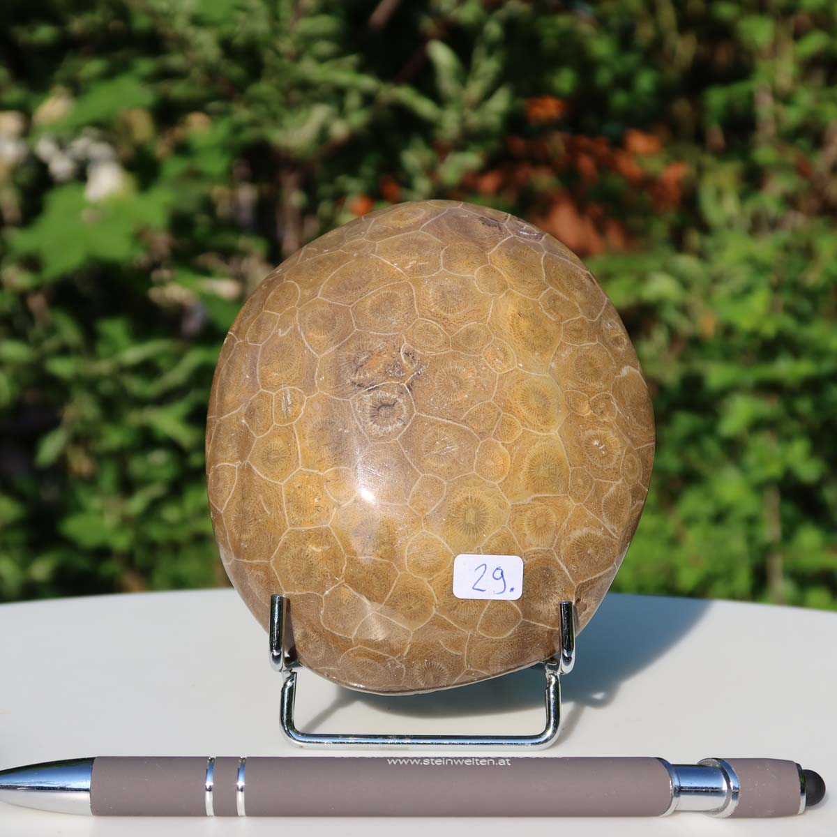 Polished Petoskey Stone, unique fossil coral from Morocco, displayed with pen for scale outdoors.