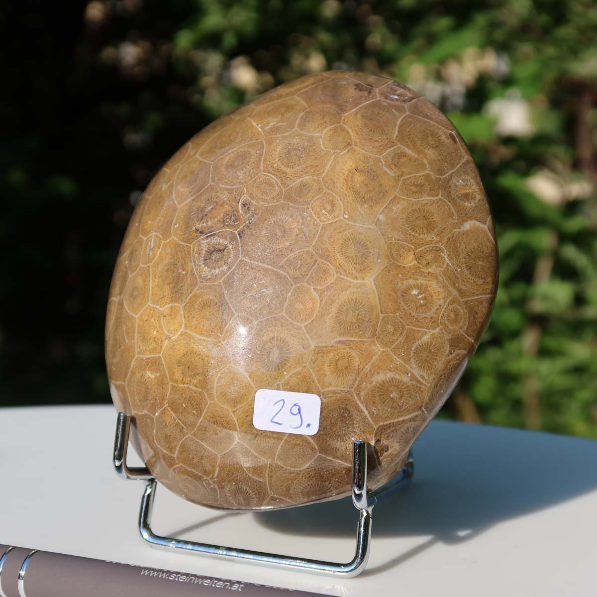 Polished Petoskey Stone, unique fossil coral from Morocco, displayed with pen for scale outdoors.