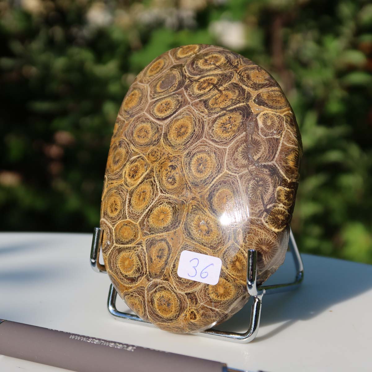 Petoskey Stone versteinete Koralle, einseitig poliert, 10x7x2 cm, Unikat Nr. 36, auf weißem Tisch mit Stift im Vordergrund