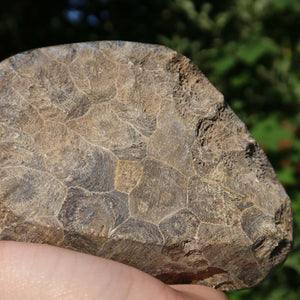 Hand holding a semi-polished Petoskey Stone, showing its unique coral pattern and gentle sheen, 12x9x4 cm, UNIKAT Nr. 7