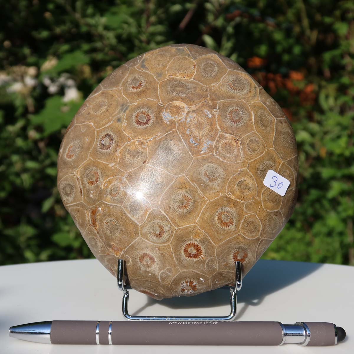 Petoskey Stone, unique polished coral fossil, size 11x11x3 cm, displayed outdoors with pen for scale.