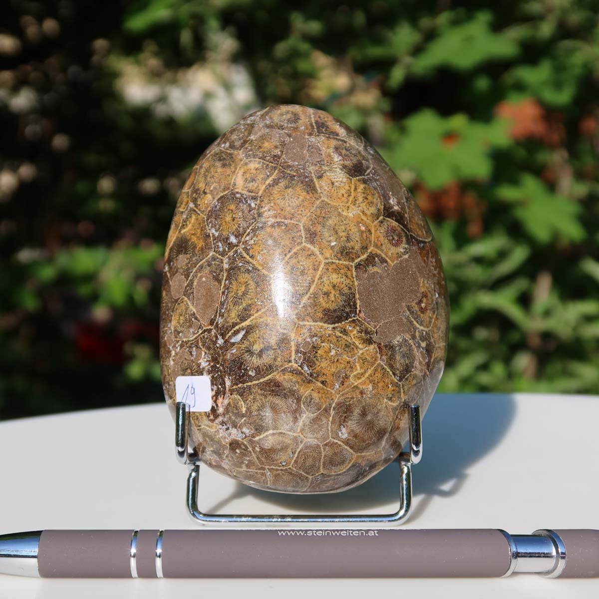 Petoskey Stone fossilized coral, partially polished, displayed on stand, sunlight highlighting natural textures, with pen for scale.