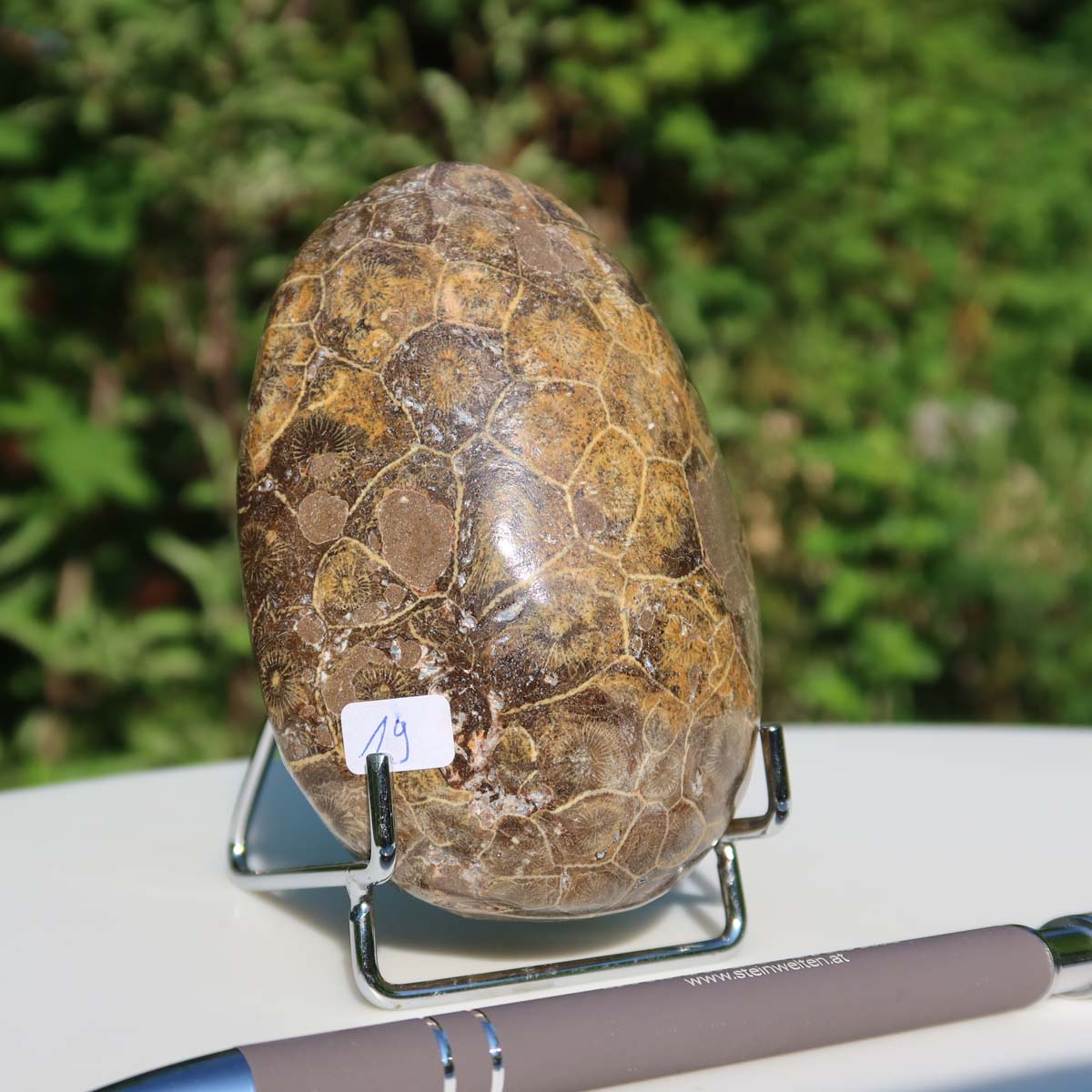 Petoskey Stone fossilized coral, partially polished, displayed on stand, sunlight highlighting natural textures, with pen for scale.